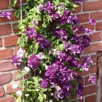 Clematite Cassis