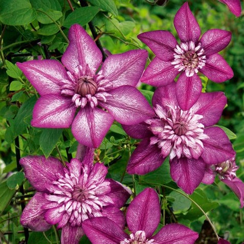Clematite Cassis
