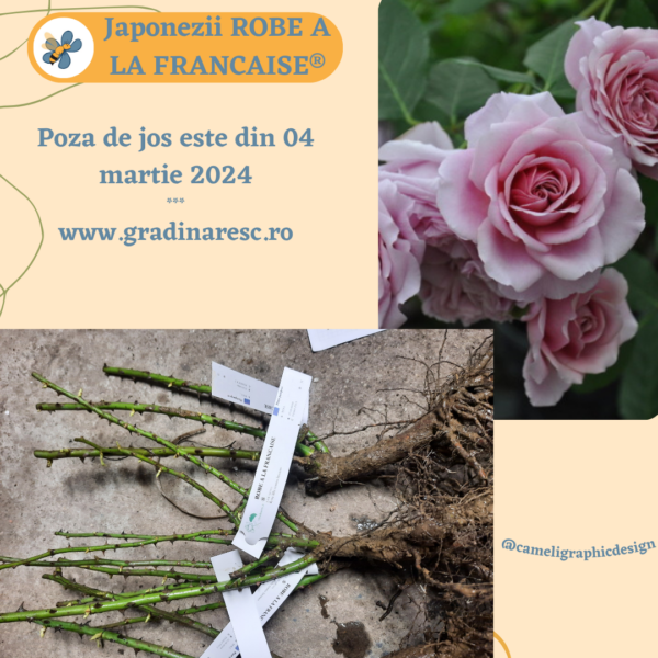 Trandafiri japonezi ROBE A LA FRANCAISE®