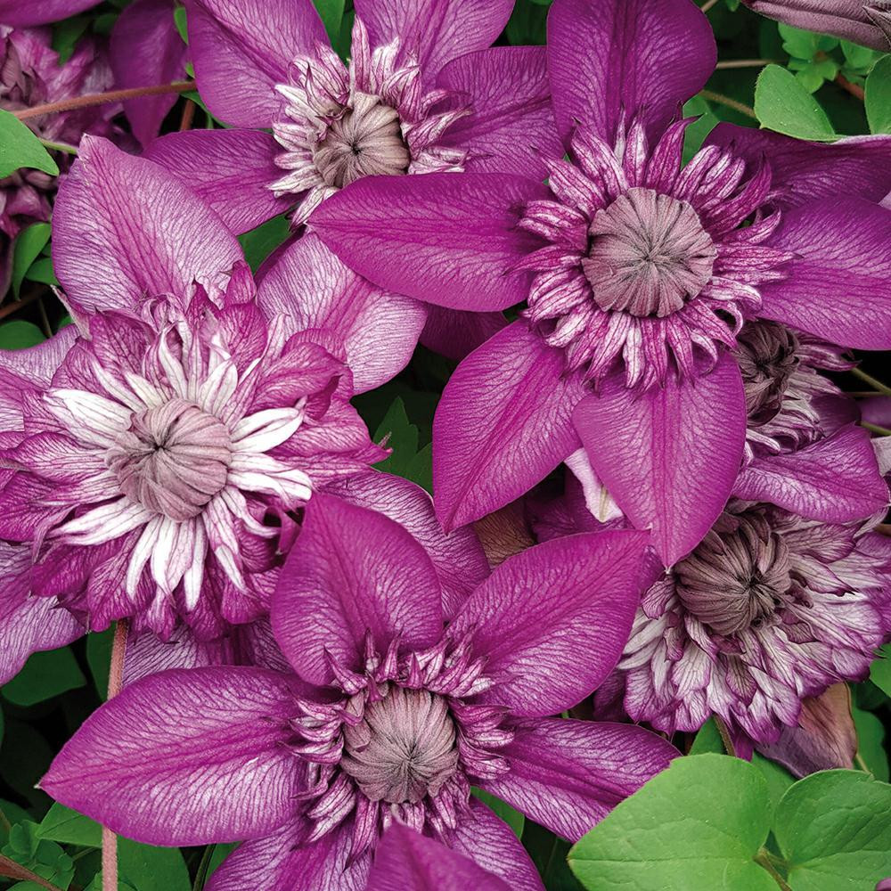 Clematite Cassis®