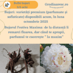 Bujori Festiva Maxima