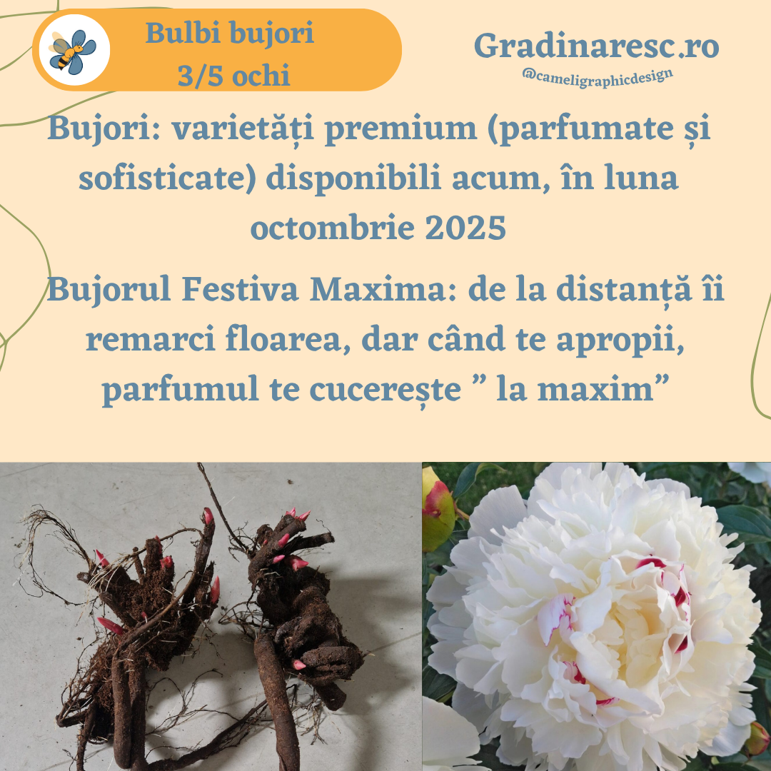 Bujori Festiva Maxima Bujori Festiva Maxima