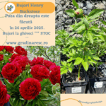 Bujori Henry Bockstoce