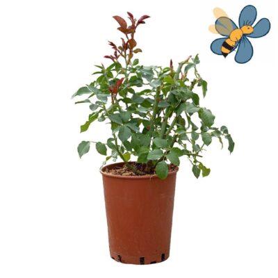 Plantarea Trandafirilor din Ghiveci în Grădină Plantarea Trandafirilor din Ghiveci în Grădină