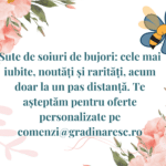 Bujori de cumpărat bujori de comandat