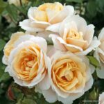 Trandafiri Lions Rose®
