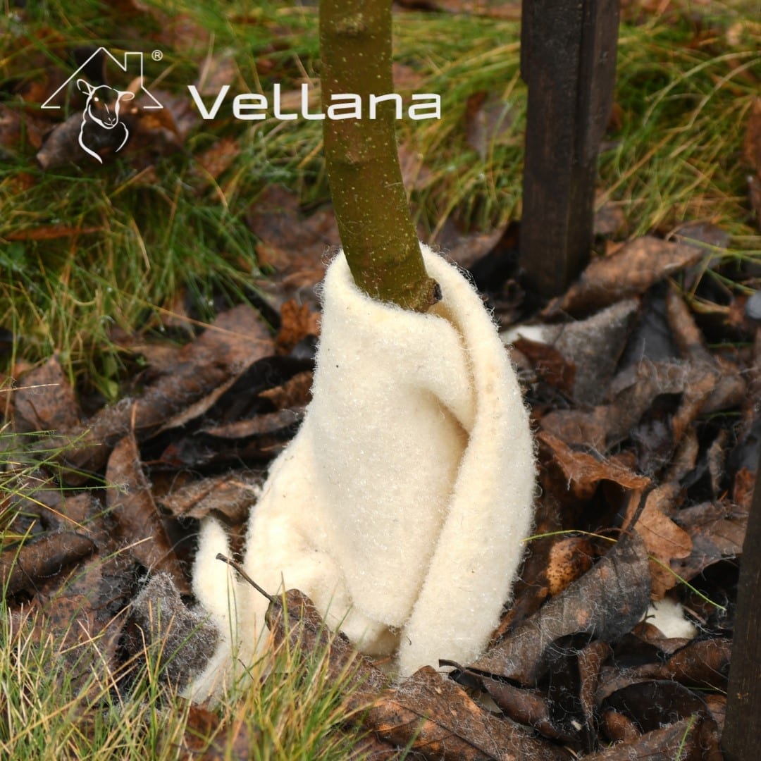 Material biotextil antiîngheț din 100% lână de oaie, 188 g/m² Material biotextil antiîngheț din 100% lână de oaie, 188 g/m²