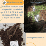 Trandafiri Bring me Sunshine™ (Ausernie)