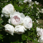 Trandafiri Herzogin Christiana