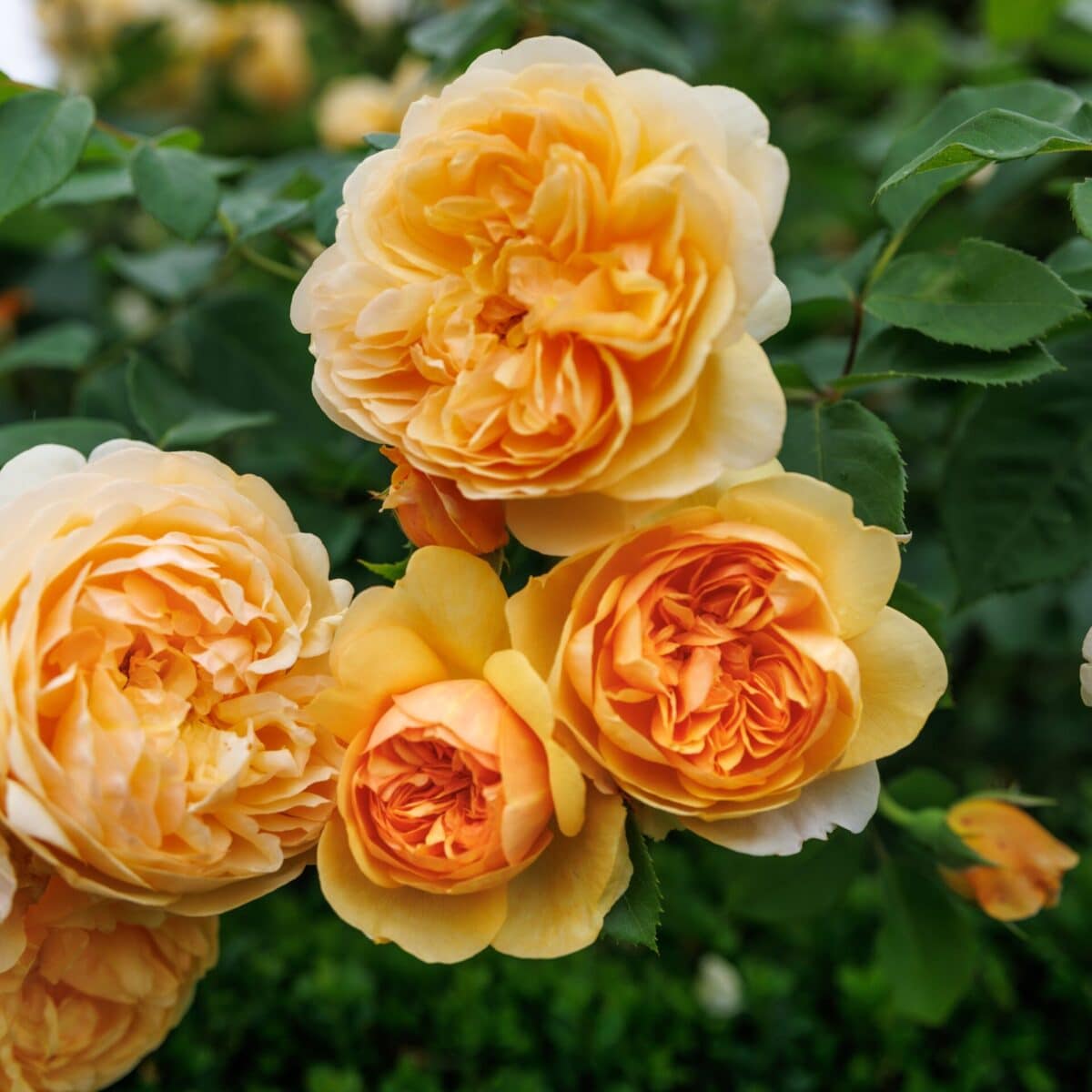 Trandafiri Bring me Sunshine