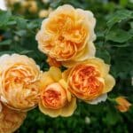 Trandafiri Bring me Sunshine