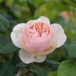Trandafiri Guillot No.1
