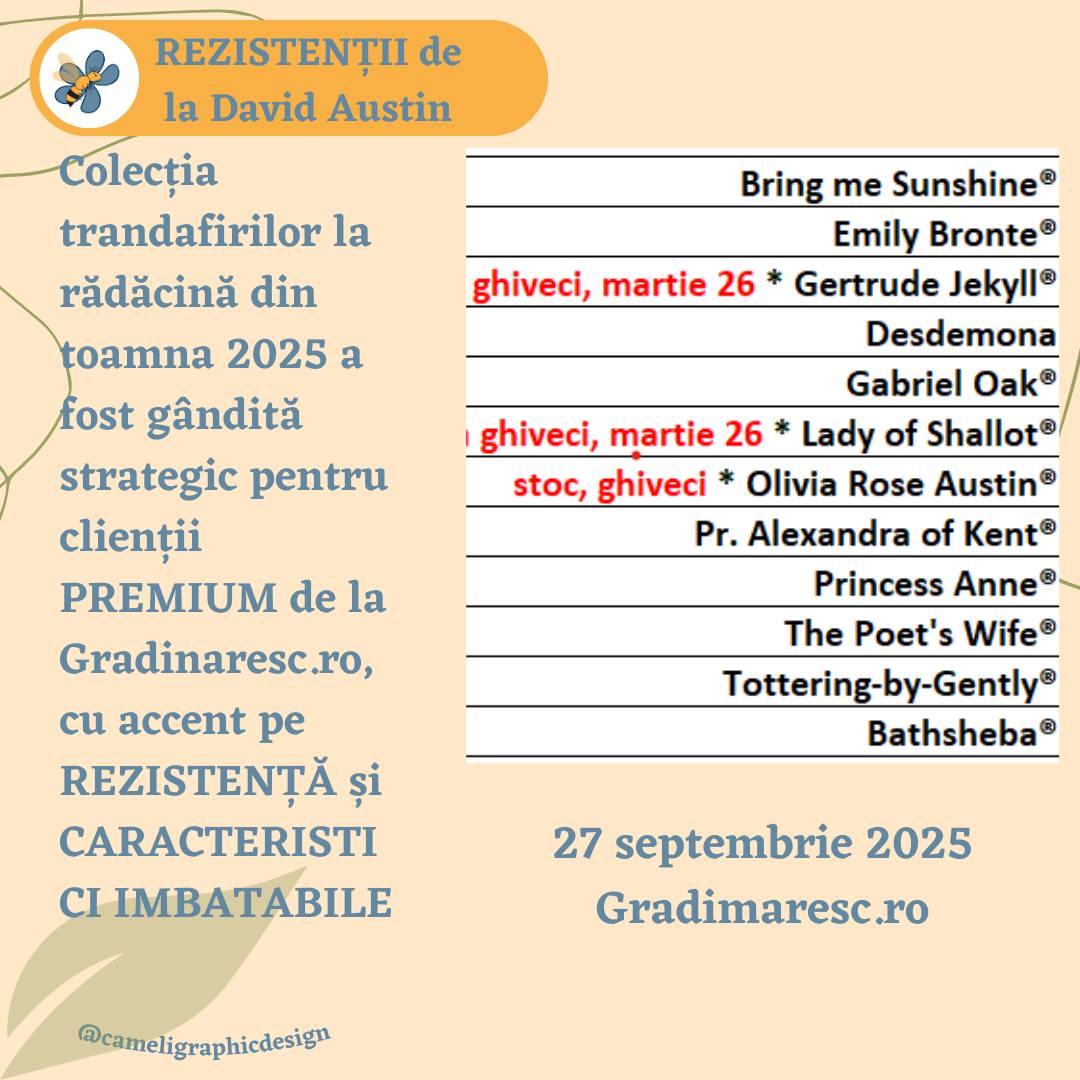 Trandafiri Tottering by Gently® (Auscartoon) Trandafiri Bathsheba® (Ausschimbley)