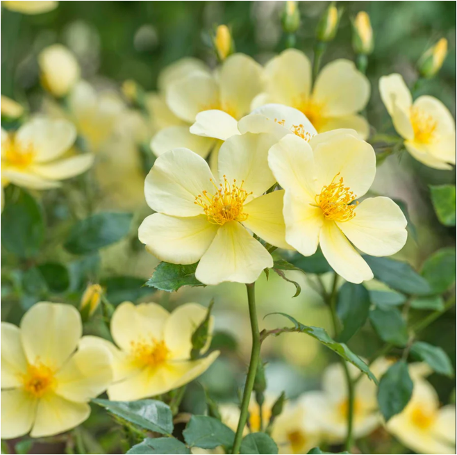 Trandafiri Tottering by Gently® (Auscartoon) Trandafiri Tottering by Gently®