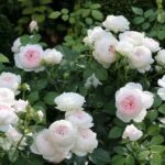 Trandafiri Herzogin Christiana