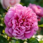 Trandafiri Princess Anne