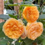 Trandafiri Bring me Sunshine