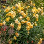 Trandafiri Bring me Sunshine