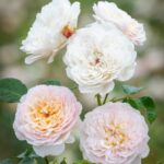 Trandafiri Emily Bronte