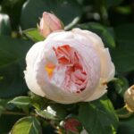 Trandafiri Guillot No.1
