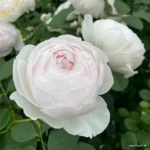 Trandafiri Herzogin Christiana®