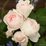 Trandafiri Herzogin Christiana®