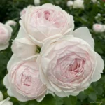 Trandafiri Herzogin Christiana®