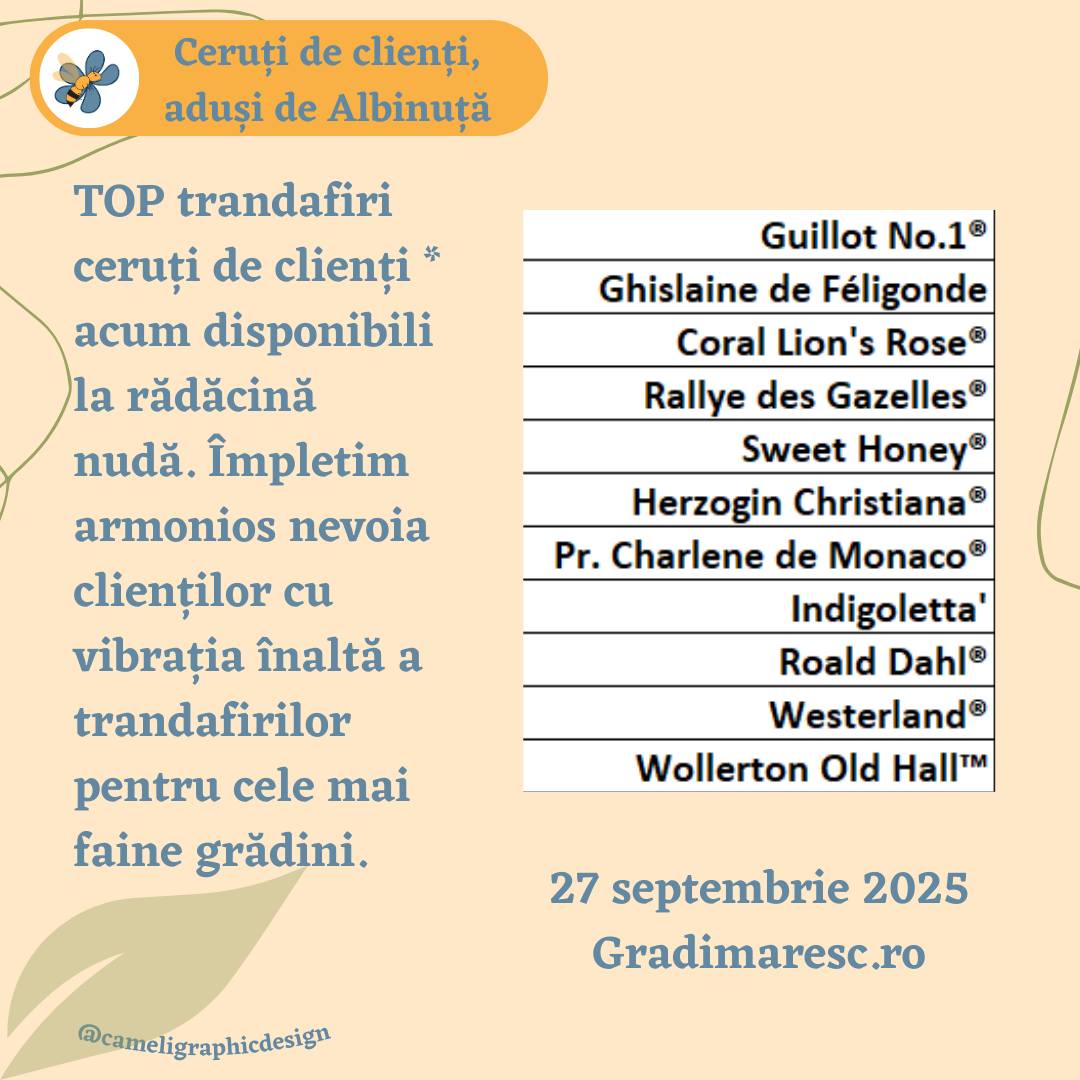 Trandafiri Rallye des Gazelles® Trandafiri Guillot No.1®