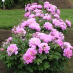 Bujori First Arrival