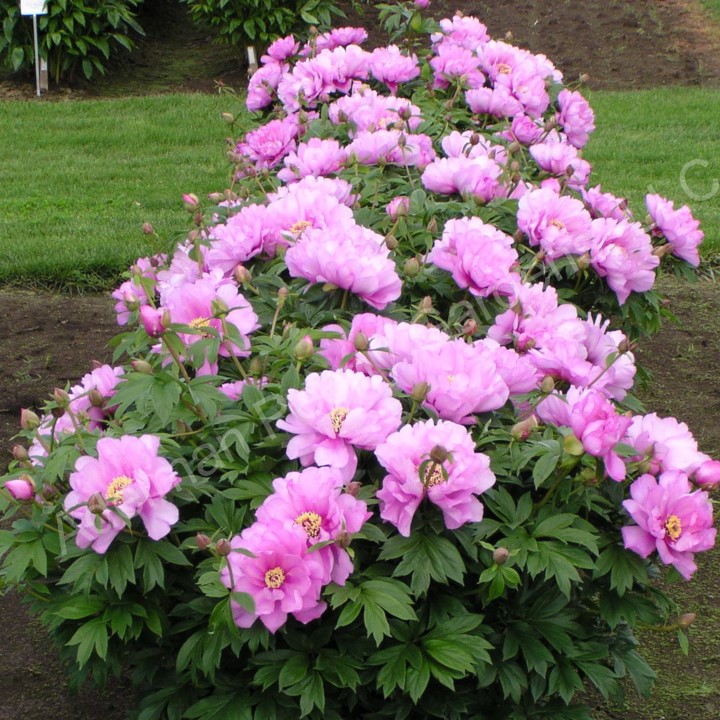 Bujori First Arrival Bujori First Arrival