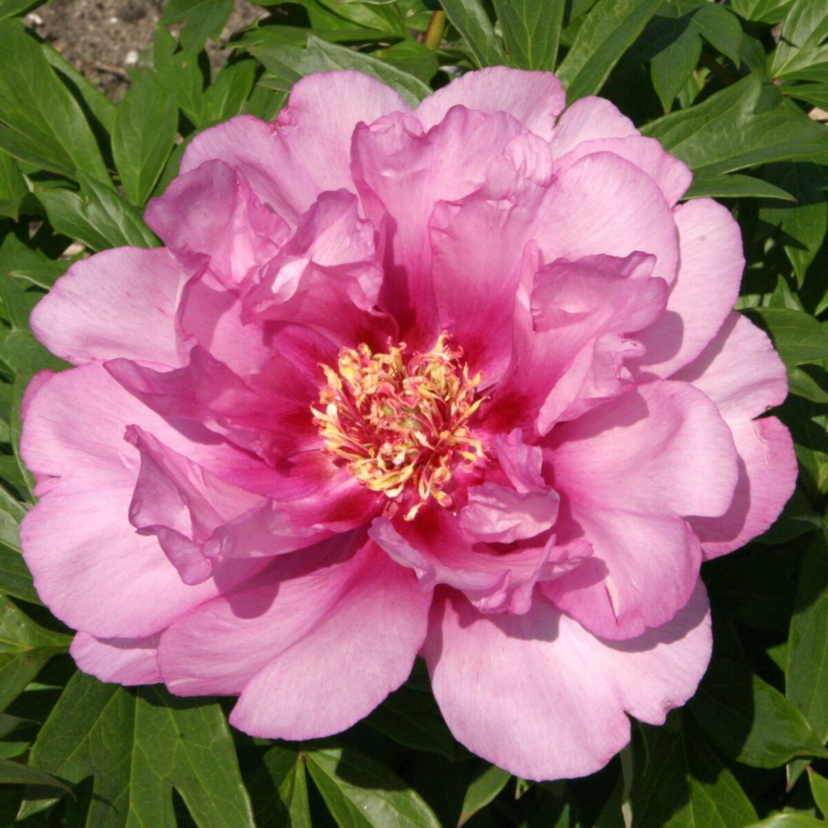 Bujori First Arrival Bujori First Arrival