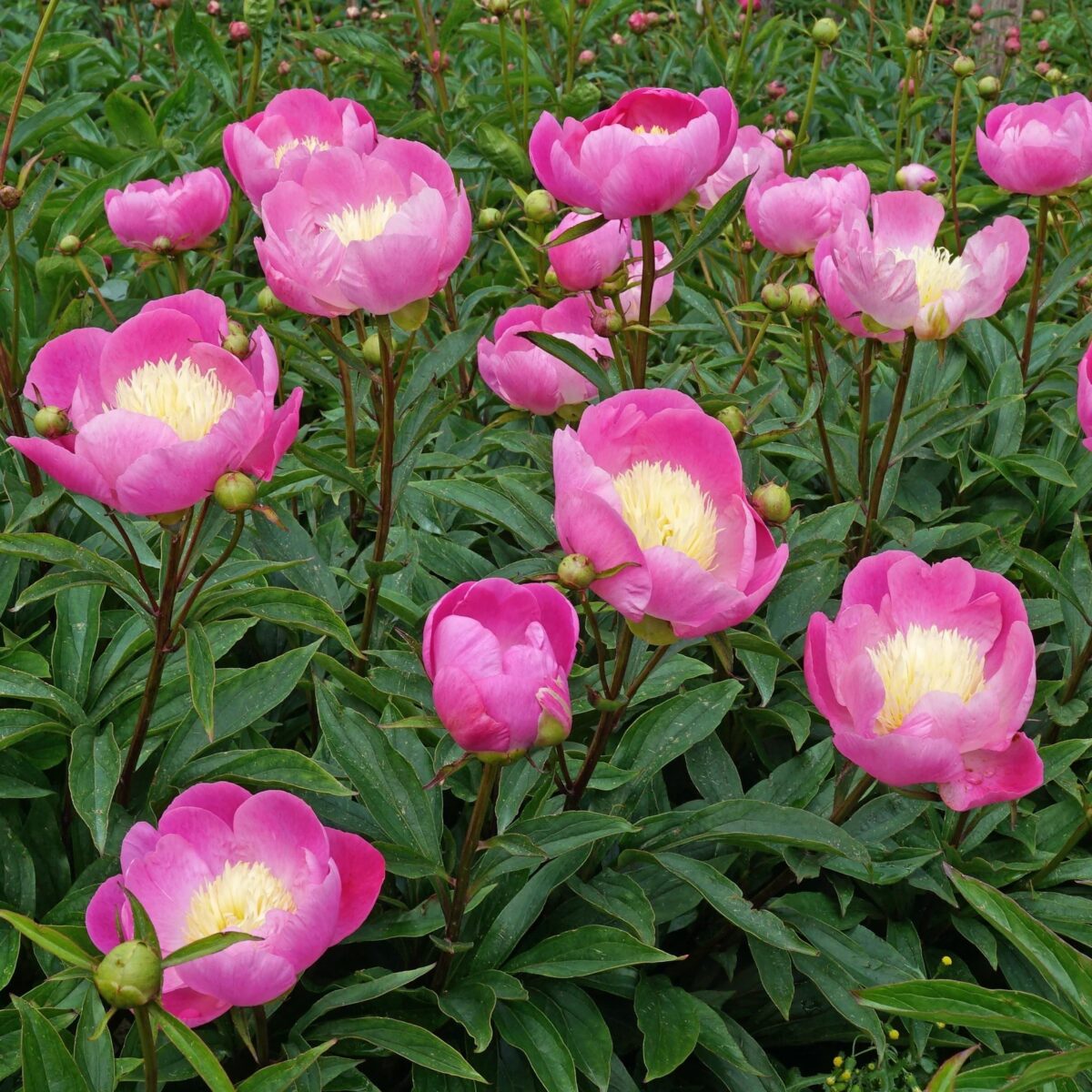 Bujori Wladyslawa Bujori Wladyslawa