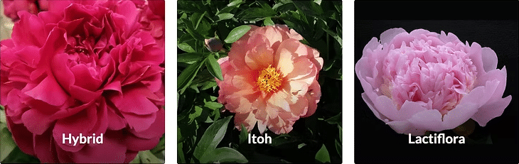 Bujorii Lactiflora, Hybrid și Itoh