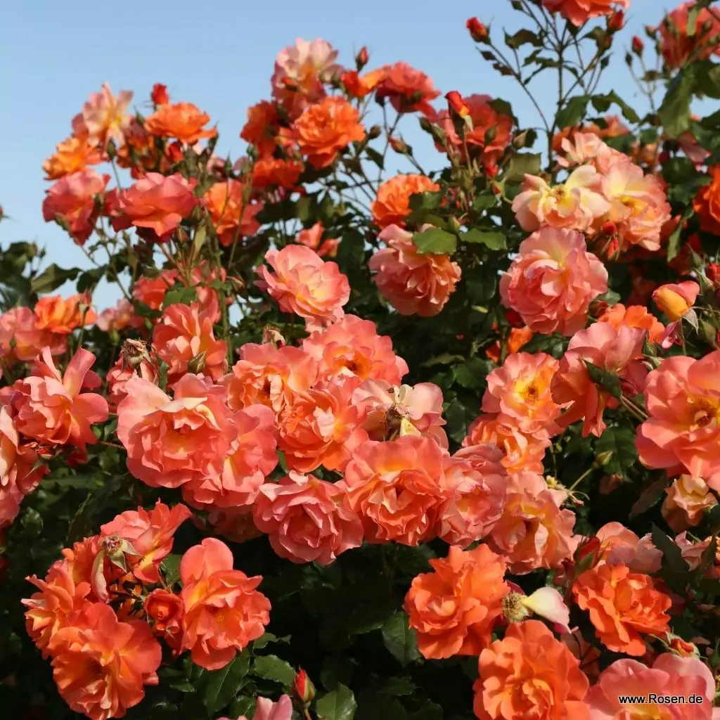 Trandafiri Westerland® Trandafiri Westerland®