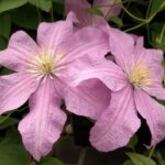 Clematite/Clematis Danuta