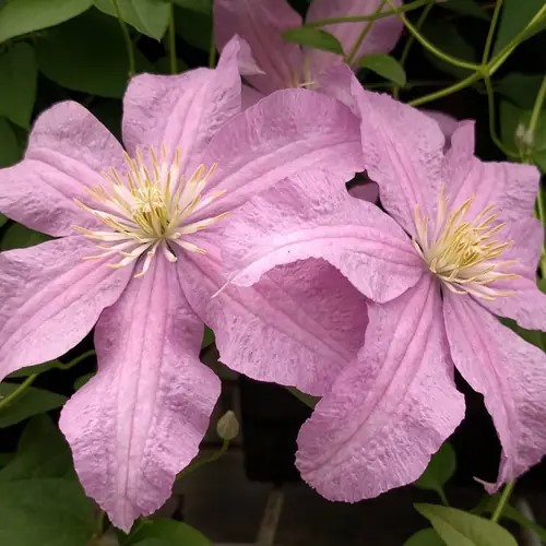 Clematite/Clematis Danuta