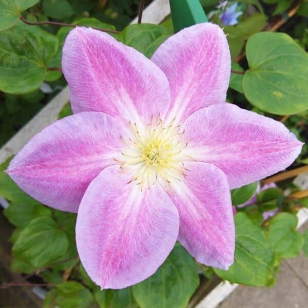 Clematite/Clematis Change of Heart