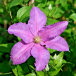 Clematite/Clematis Danuta