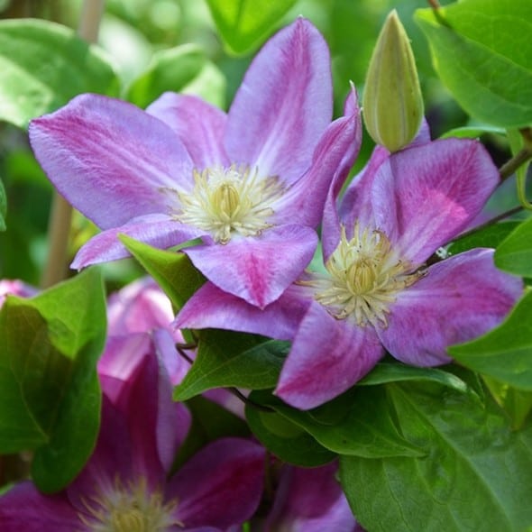 Clematite/Clematis Change of Heart