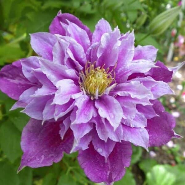 Clematite/Clematis 'Birthday Girl' PBR