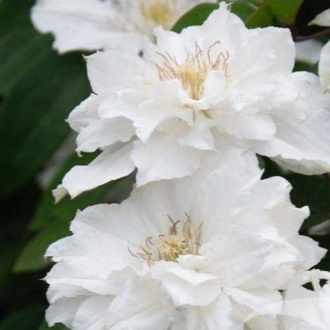 Clematis Bride's Bouquet flori albe imaculate