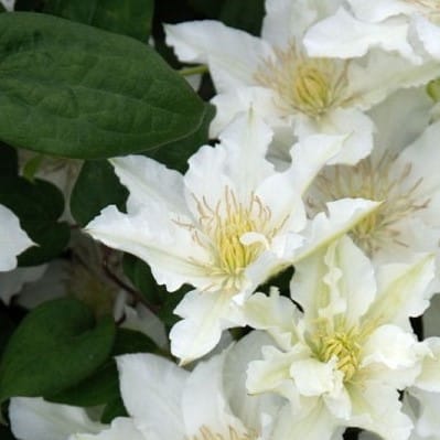 Clematis Bride's Bouquet flori albe imaculate