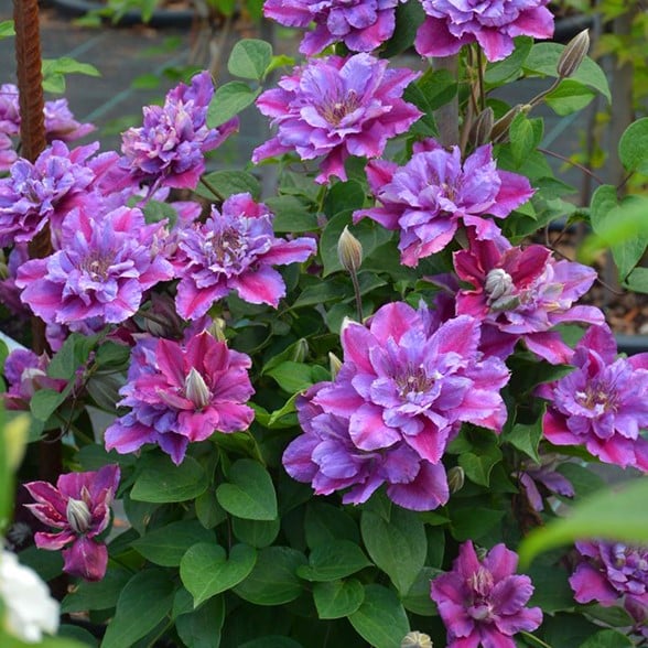 Clematite/Clematis 'Birthday Girl' PBR