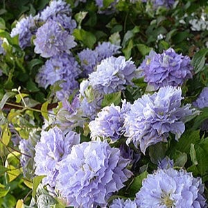 Clematite/Clematis Blue Ice Cream PBR