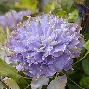 Clematite/Clematis Blue Ice Cream PBR
