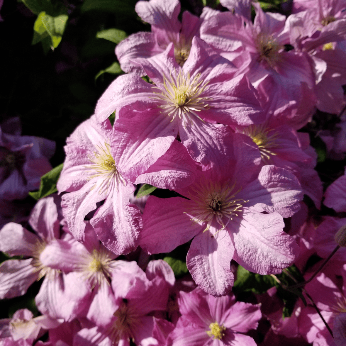 Clematite/Clematis Danuta Clematite/Clematis Danuta