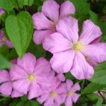 Clematite/Clematis Danuta