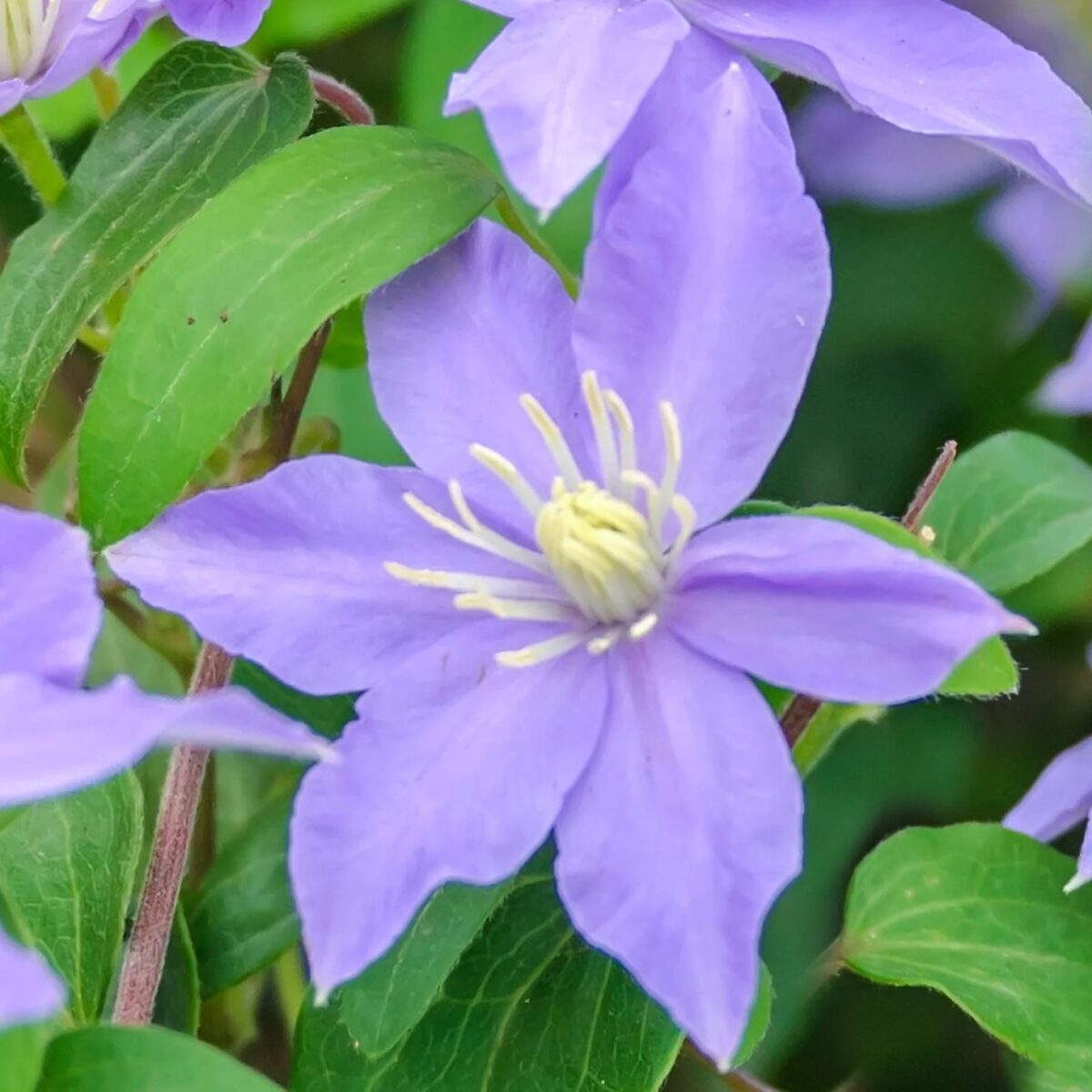 Clematite/Clematis Justa