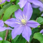 Clematite/Clematis Justa