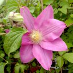 Clematite/Clematis Raspberry Cream